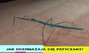 Patyczaki jak się rozmnażają: sekrety ich rozmnażania i partenogenezy