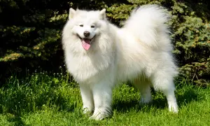 Pies jak husky: rasy, które zaskakują podobieństwem i charakterem