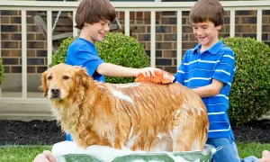 Jak często kąpać golden retrievera, aby uniknąć problemów ze skórą?