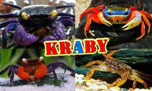 Jak rozmnażają się kraby? Odkryj zaskakujące tajemnice ich cyklu życia