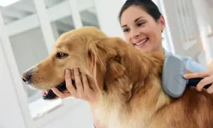 Golden retriever ma sierść czy włosy? Odkryj prawdę o ich futrze