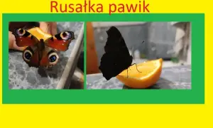 Jak zimują motyle w Polsce? Poznaj ich sekrety i pomóż im