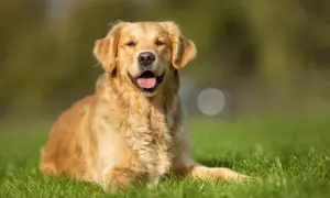 Złoty retriever leżący na trawie, z otwartym pyskiem i językiem na wierzchu.