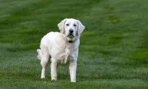 Jak długo żyją golden retrievery i co wpływa na ich zdrowie?