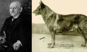Czy owczarka niemieckiego można strzyc? Oto, co musisz wiedzieć