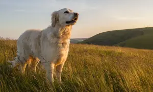 Jak rozpoznać golden retrievera: cechy, które musisz znać