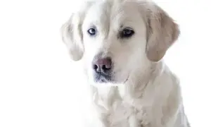 Jak obciąć golden retrievera: uniknij błędów i zadbaj o sierść