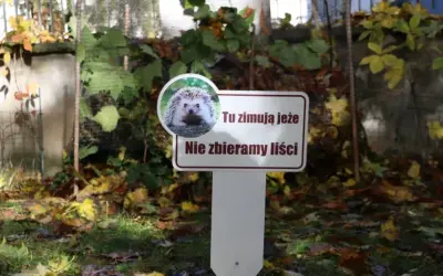 Gdzie zimują jeże? Jak im pomóc przetrwać zimę?