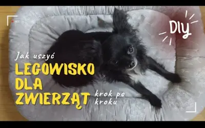Jak zrobić legowisko dla psa bez szycia - proste i tanie pomysły