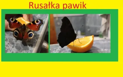 Jak zimują motyle w Polsce? Poznaj ich sekrety i pomóż im