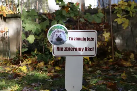 Gdzie zimują jeże? Jak im pomóc przetrwać zimę?