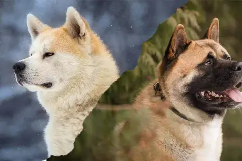 Akita czy Shiba: Która rasa lepiej pasuje do twojego stylu życia?