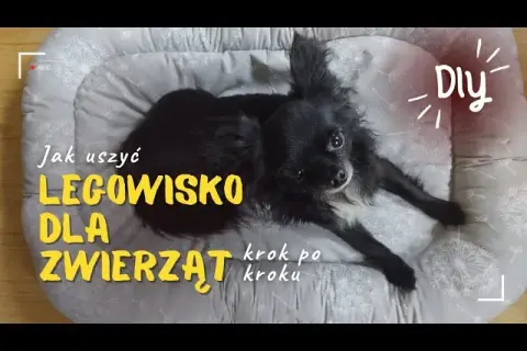 Jak zrobić legowisko dla psa bez szycia - proste i tanie pomysły