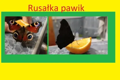 Jak zimują motyle w Polsce? Poznaj ich sekrety i pomóż im