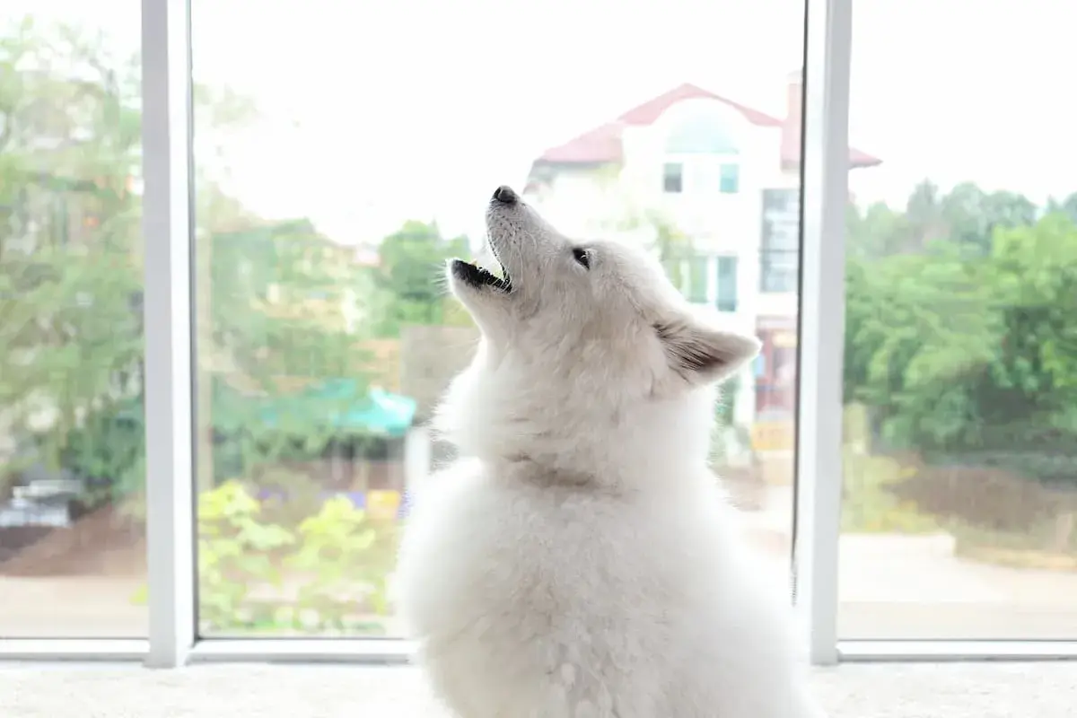 Dlaczego husky wyje? Odkryj powody ich niezwykłego zachowania