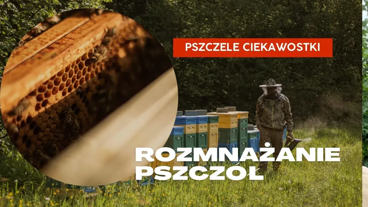 Jak pszczoły się rozmnażają? Odkryj fascynujące metody ich rozmnażania