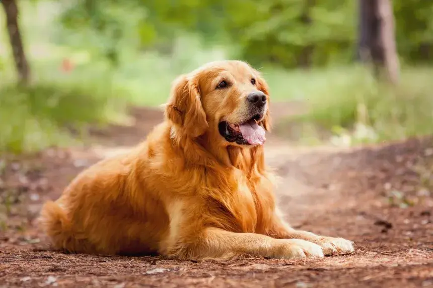 Ile szczeniaków rodzi golden retriever? Oto zaskakujące fakty!