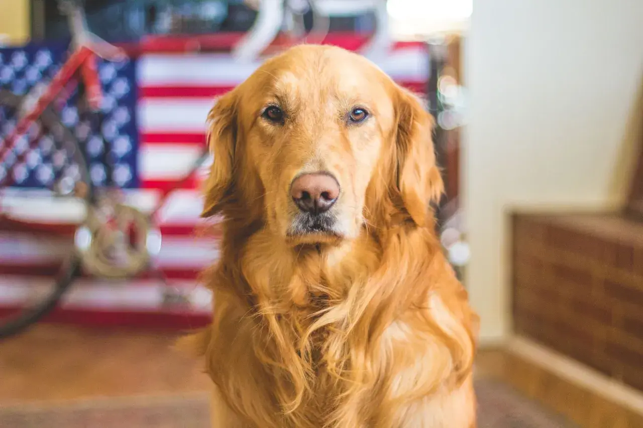 Ile żyje labrador golden retriever? Odkryj, co wpływa na ich długość życia