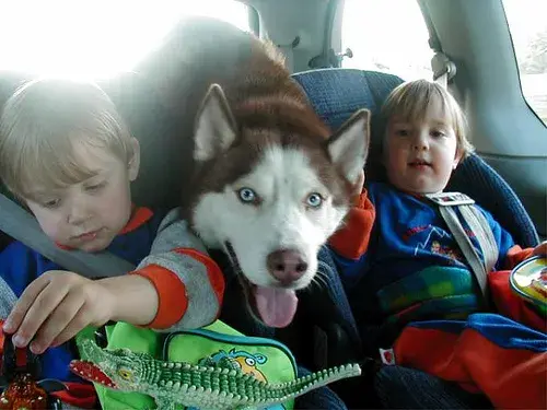 Czy husky jest dobry dla dzieci? Ważne informacje o bezpieczeństwie i wychowaniu