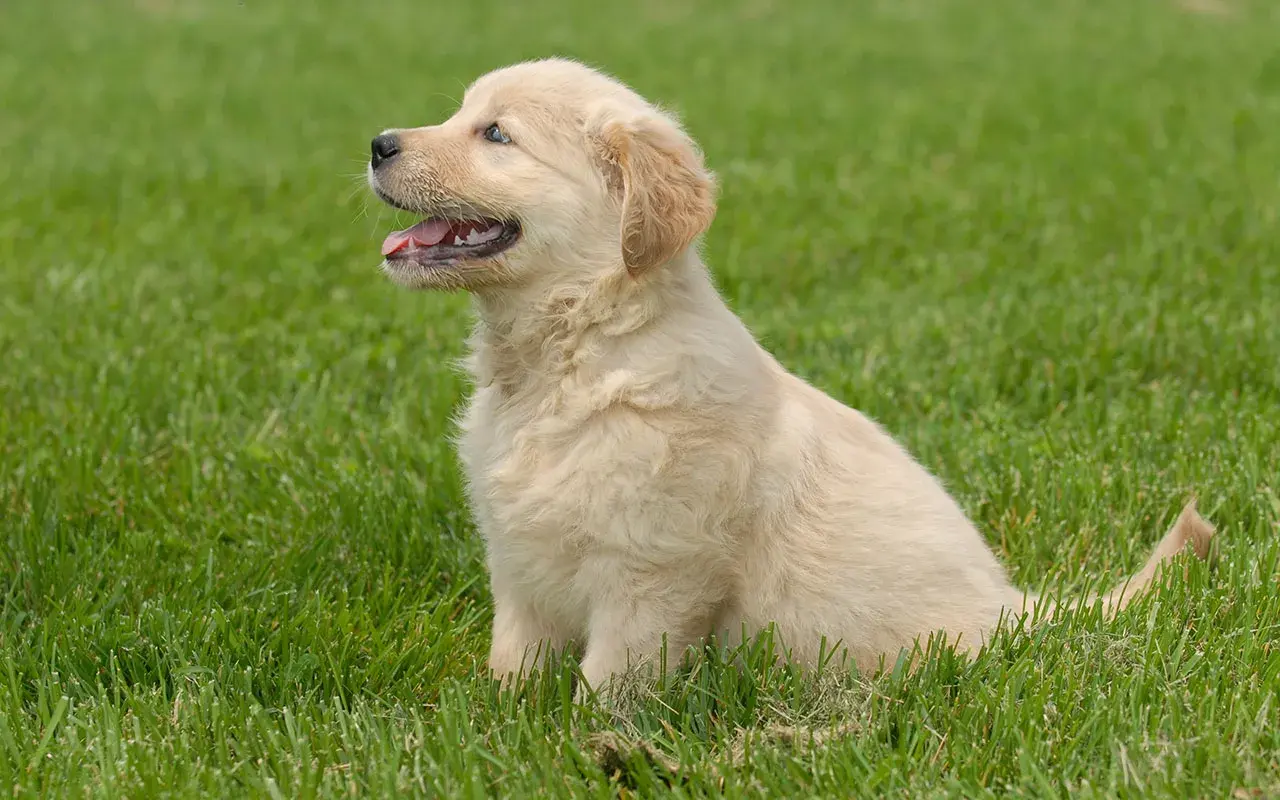 Czy golden retriever lubi dzieci? Poznaj prawdę o ich zachowaniu