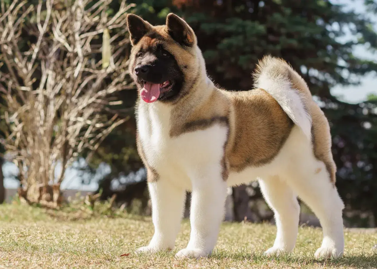 Co lubi jeść akita? Odkryj ulubione smaki i zdrową dietę dla psa