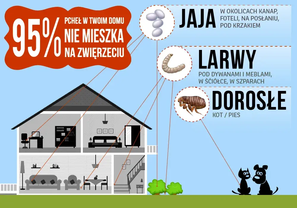 Jak rozmnażają się pchły? Zaskakujące fakty o ich cyklu życia