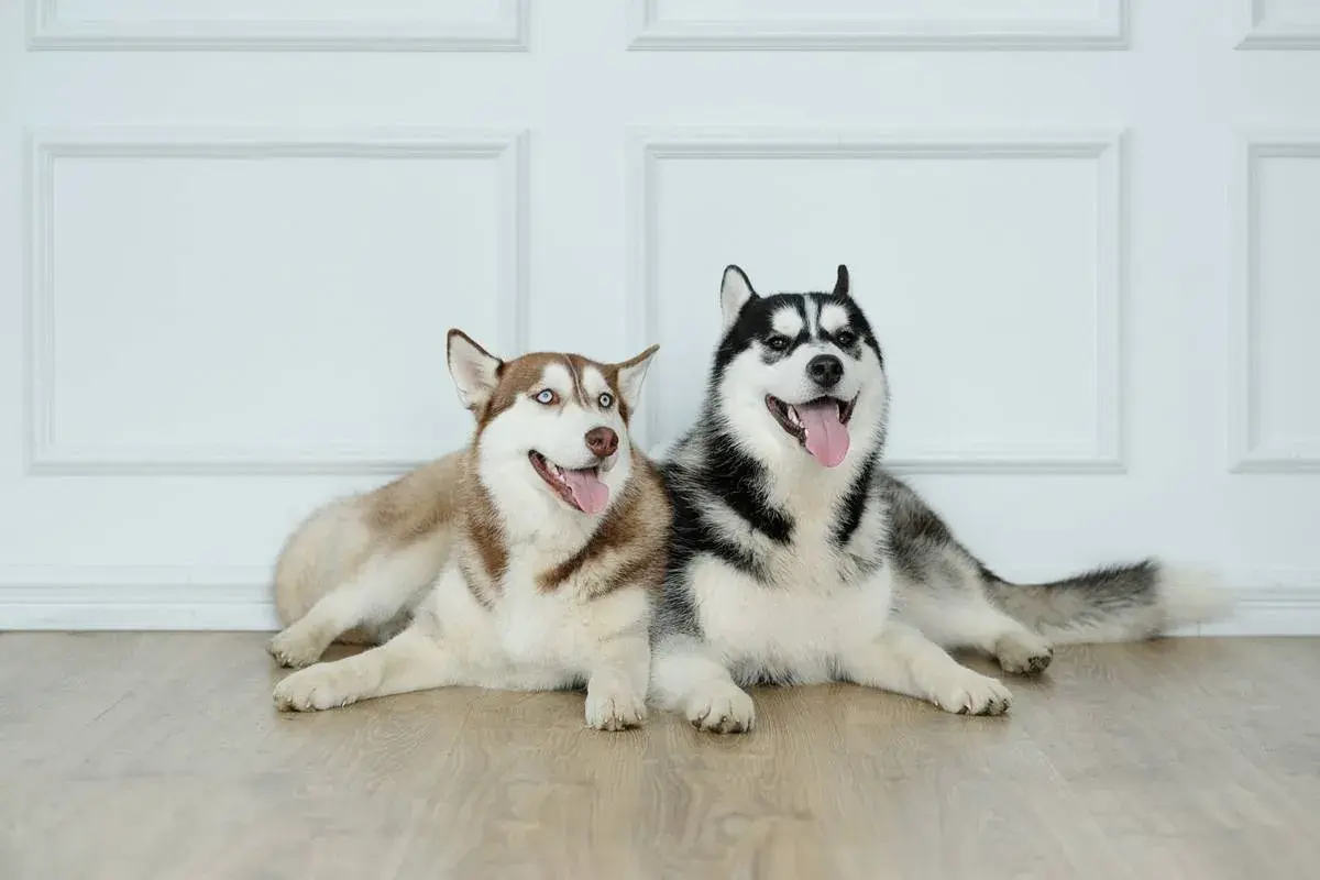 Husky ile km dziennie? Poznaj potrzeby swojego psa i uniknij problemów