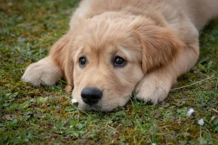 Ile karmy dla szczeniaka golden retriever? Sprawdź, jak nie przesadzić