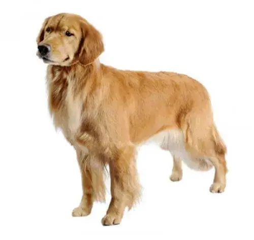 Czy golden retriever ma włosy czy sierść? Odkryj prawdę o jego futrze