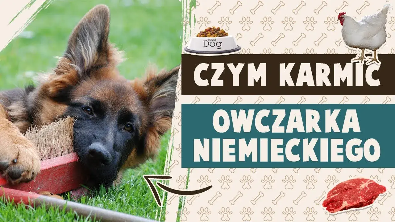 Ile powinien jeść 4 miesięczny owczarek niemiecki, aby zdrowo rosnąć?