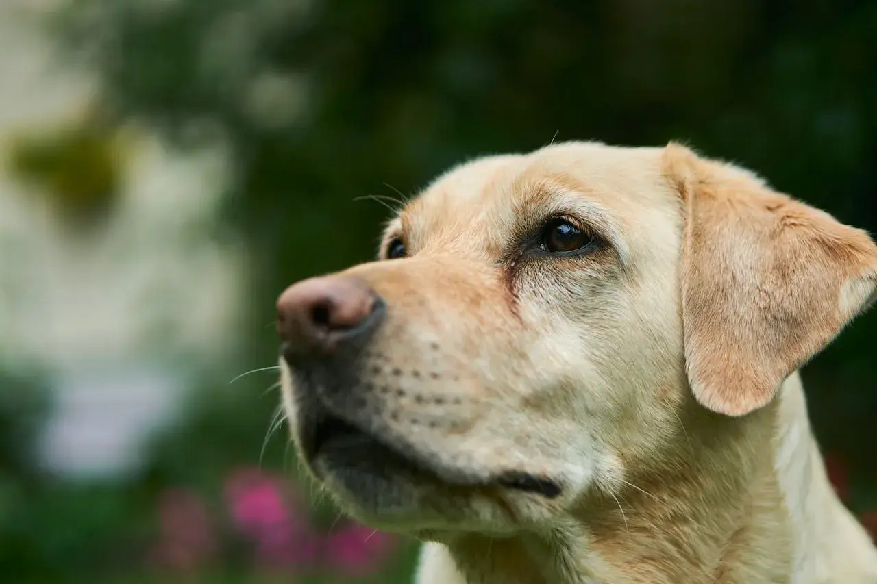 Labrador czy owczarek niemiecki – który pies lepiej pasuje do Ciebie?