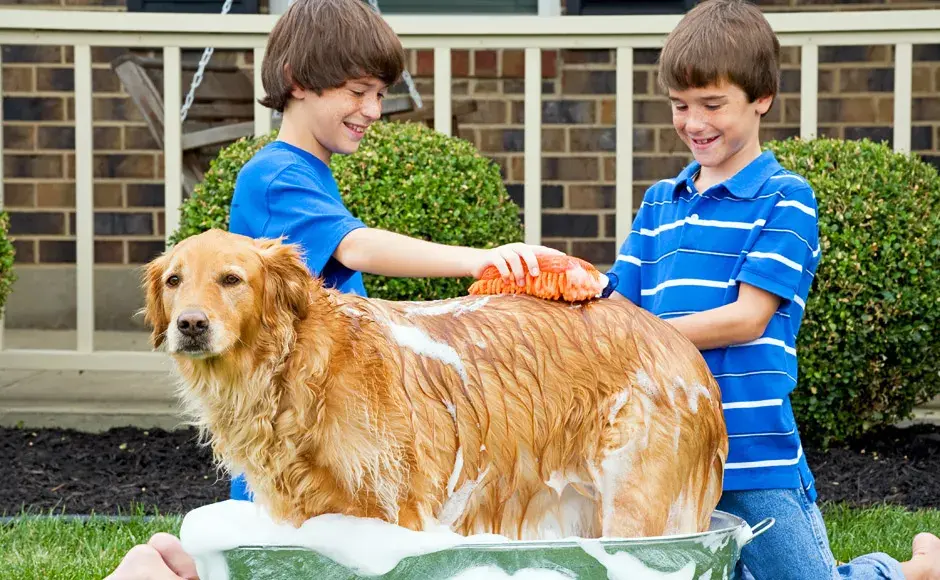 Jak często kąpać golden retrievera, aby uniknąć problemów ze skórą?