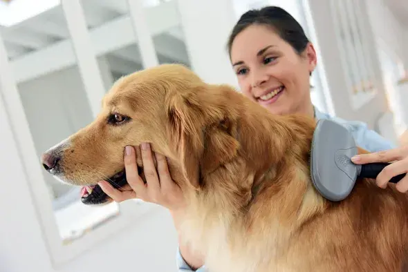 Golden retriever ma sierść czy włosy? Odkryj prawdę o ich futrze