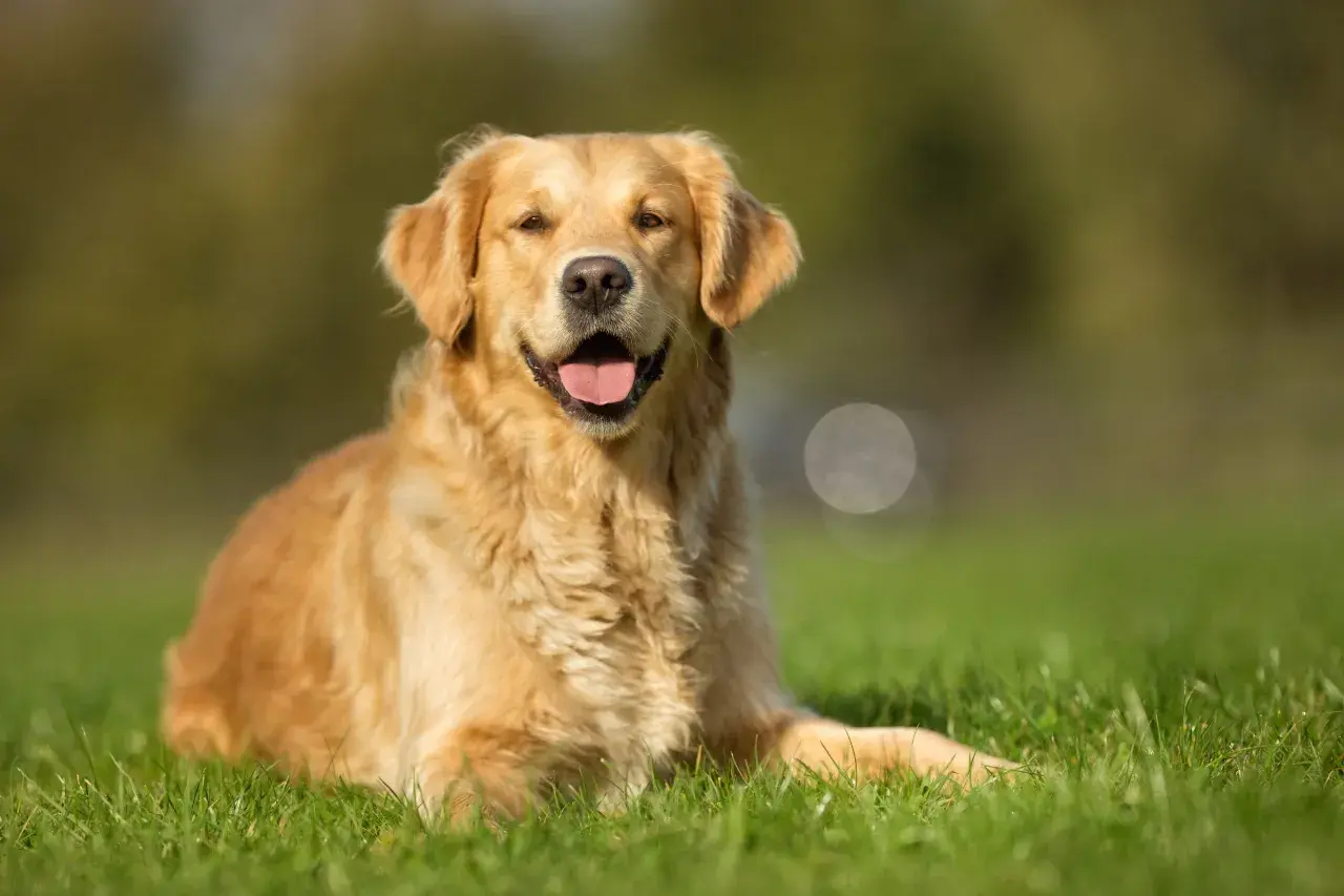Złoty retriever leżący na trawie, z otwartym pyskiem i językiem na wierzchu.