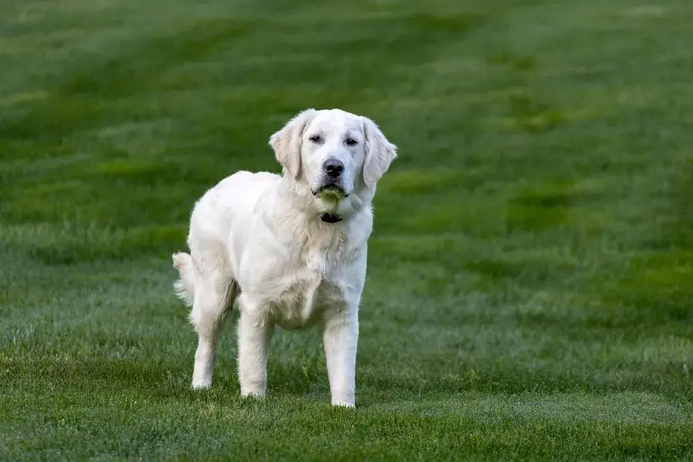 Jak długo żyją golden retrievery i co wpływa na ich zdrowie?