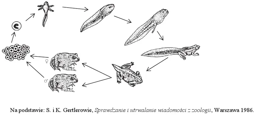 Jak rozmnażają się płazy? Odkryj fascynujące tajemnice ich cyklu życiowego