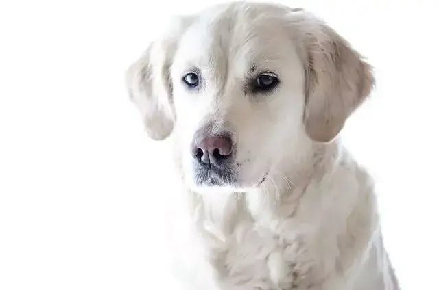 Jak obciąć golden retrievera: uniknij błędów i zadbaj o sierść
