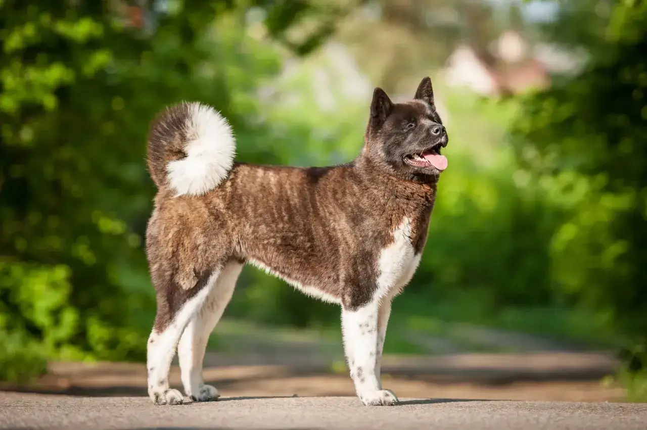Zdjęcie Co lubi jeść akita? Odkryj ulubione smaki i zdrową dietę dla psa
