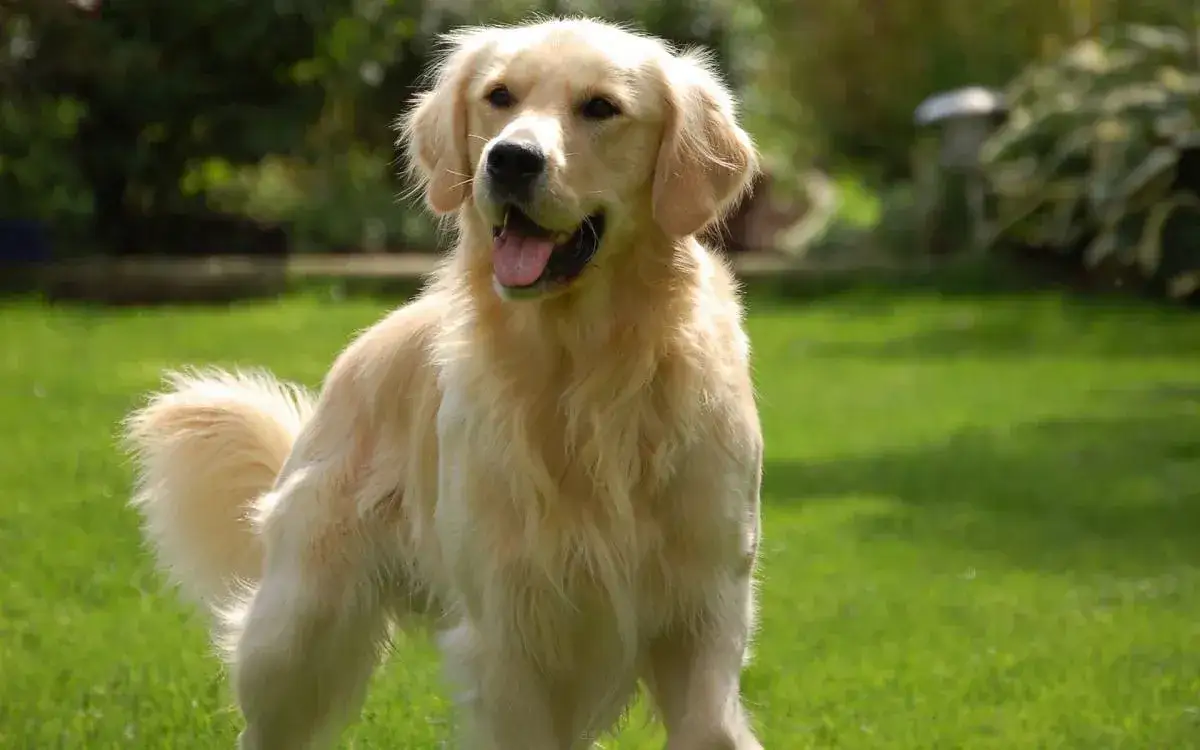 Zdjęcie Jak często karmić golden retrievera, aby uniknąć problemów zdrowotnych?