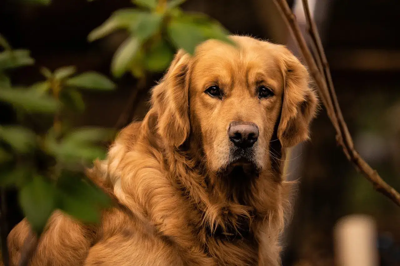 Zdjęcie Jak długo żyją golden retrievery i co wpływa na ich zdrowie?