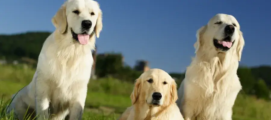 Zdjęcie Co może jeść golden retriever? Unikaj tych szkodliwych pokarmów