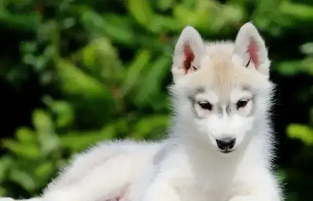 Zdjęcie Ile kosztuje szczeniak husky? Poznaj ceny i ukryte wydatki