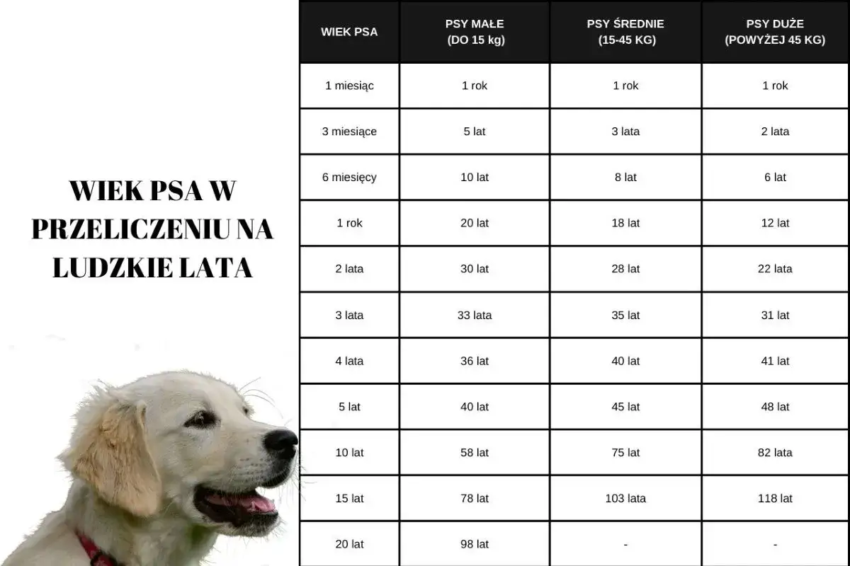Zdjęcie Kiedy golden retriever jest dorosły? Odkryj etapy jego rozwoju