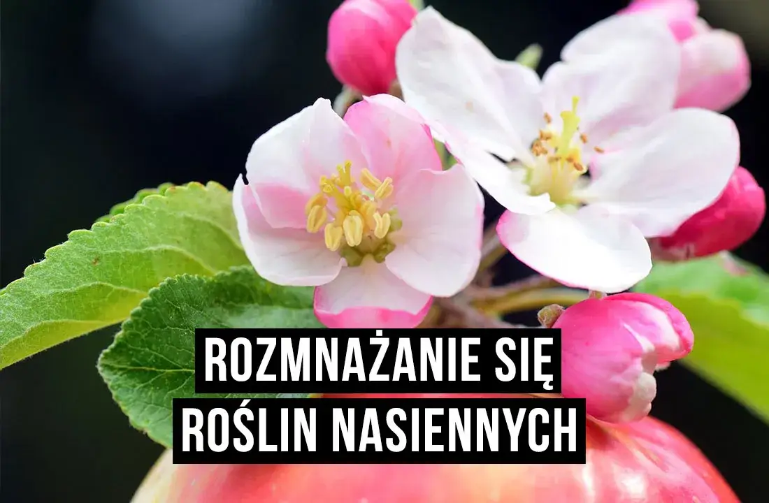 Zdjęcie Jak rozmnażają się rośliny nasienne - zaskakujące procesy i różnice