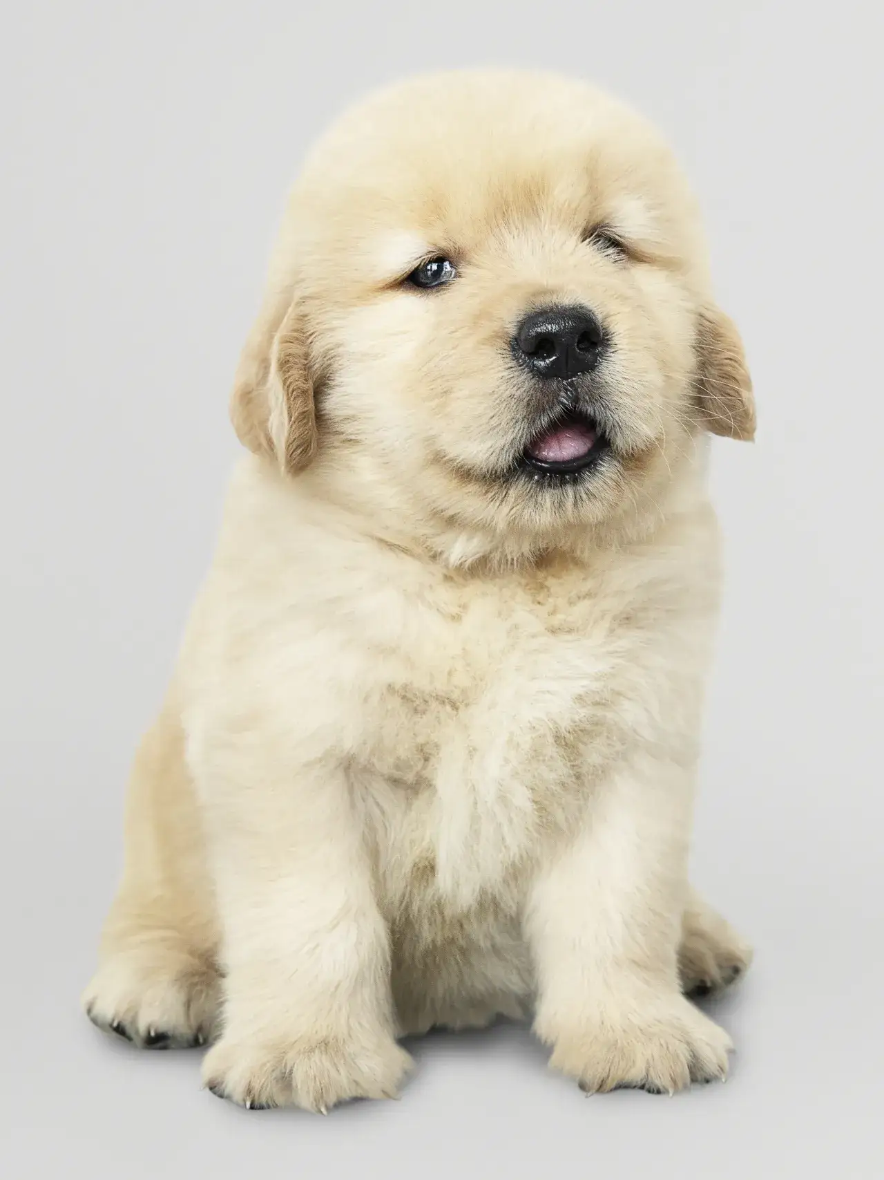 Zdjęcie Golden retriever ma sierść czy włosy? Odkryj prawdę o ich futrze