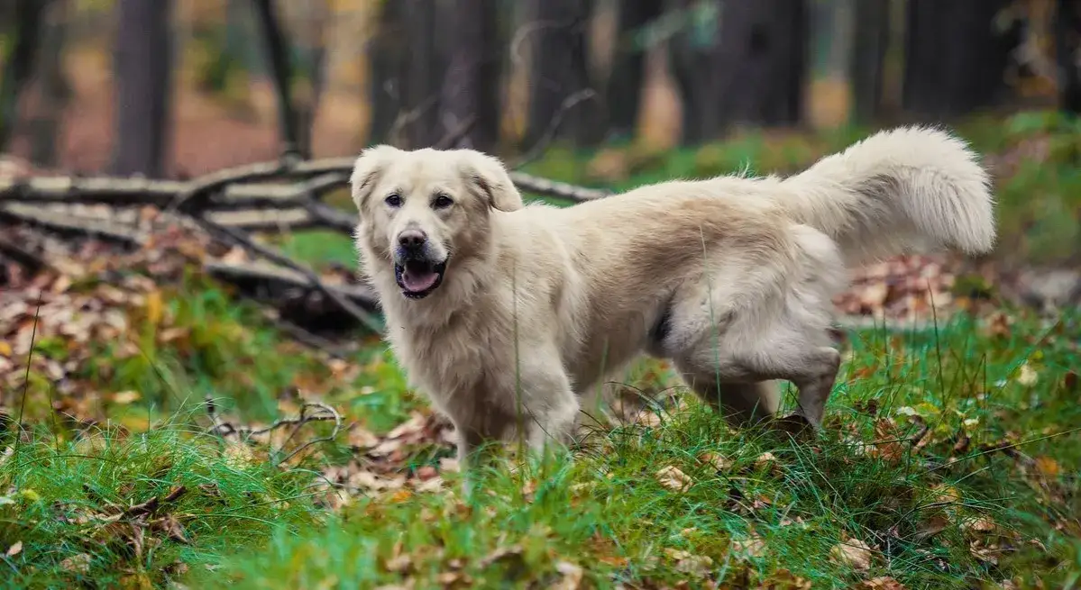 Zdjęcie Czy golden retriever może mieszkać na dworze? Zrozum potrzeby psa