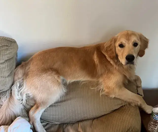Zdjęcie Czy golden retriever niszczy? Oto powody i jak temu zapobiec
