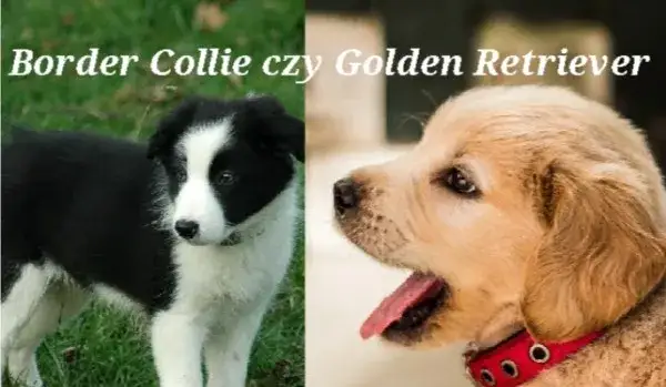 Zdjęcie Border collie czy golden retriever – który pies lepiej pasuje do Ciebie?