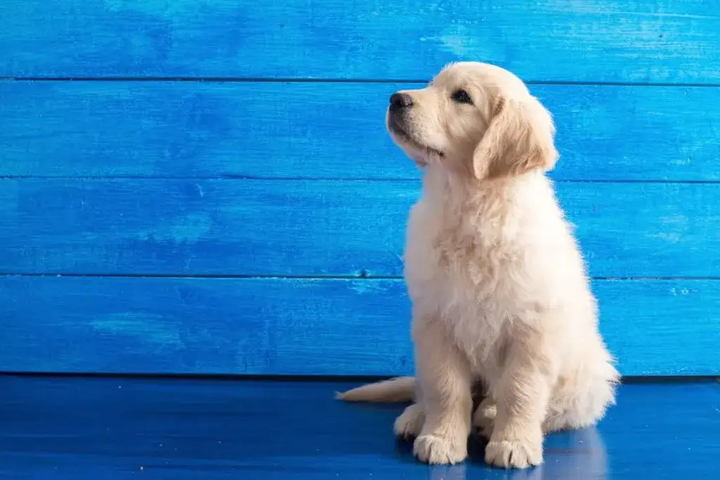 Zdjęcie Czy golden retriever ma włosy czy sierść? Odkryj prawdę o jego futrze