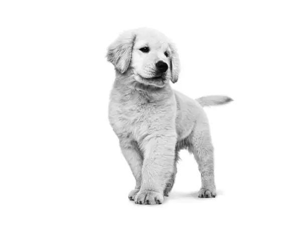 Golden retriever do kiedy rośnie? Odkryj etapy wzrostu psa